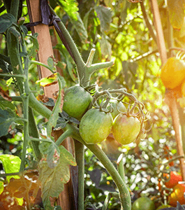 Organic Farms and Poultry