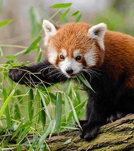 WildLife Safari